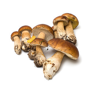 蘑菇季节菌类工作室食物常委棕色植物宏观土鳖白色图片