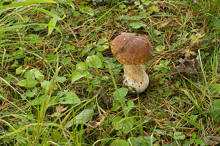 蘑菇棕色绿色植物水果食物菌类季节土鳖森林木头图片