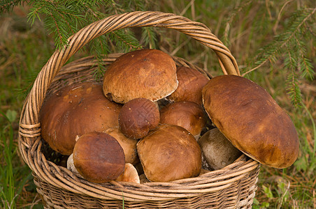 蘑菇作物常委棕色木头植物收成熟食土鳖篮子绿色季节图片