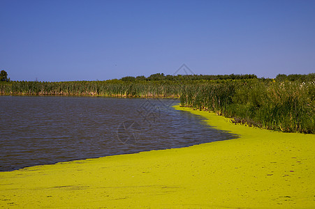 绿雾覆盖的池塘图片