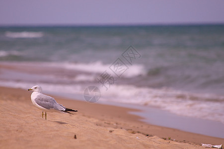 密歇根湖海鸥图片