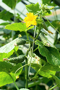 黄瓜植物阳光花瓣蔬菜绿色季节农场食物生长花园温室图片