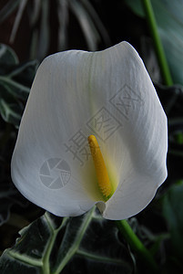 白调宏观百合植物花园植物学黄色绿色植物群花朵花瓣图片