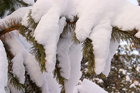 冬天针叶森林白色雪原松树图片