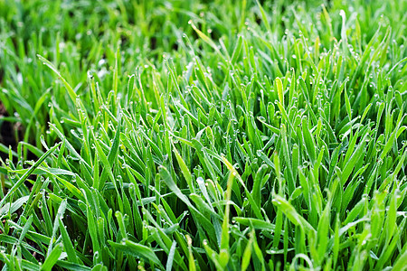 上午 露珠场地叶子雨滴绿色植物草地水滴生长生态露水蒸汽图片