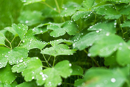 上午 露珠绿色水滴雨滴场地露水叶子蒸汽绿色植物草地生长图片