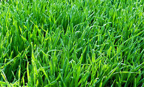 上午 露珠生长草地雨滴豆芽水滴绿色植物露水生态场地绿色图片