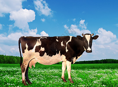 牛在绿草地上奶牛哺乳动物奶制品家畜乳业农业牛奶农场妇女食物图片