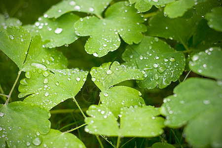 上午 露珠生态草地生长场地蒸汽雨滴豆芽露水绿色叶子背景图片