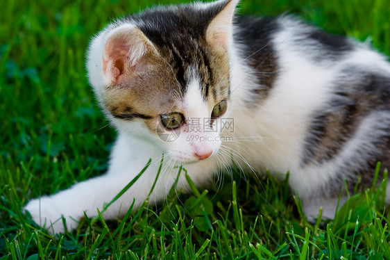 绿草里的小猫咪图片