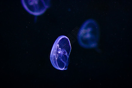 水母水下图象呼吸管荒野海蜇游泳危险动物生活蓝色潜水生物图片