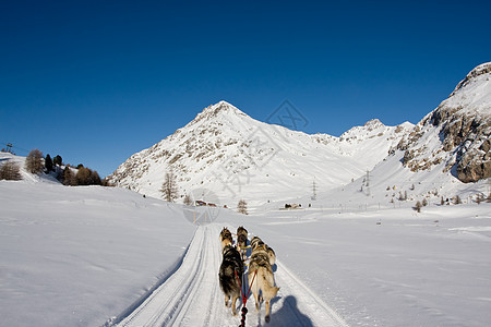 山丘高地天空小路雪橇松树太阳冻结全景滑雪旅行小狗图片