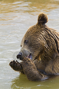 熊喂养毛皮力量棕色野生动物哺乳动物食物动物动物园危险爪子图片