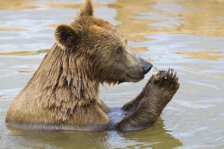 熊喂养食物主题动物园力量爪子野生动物危险棕色毛皮哺乳动物图片