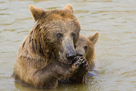 熊母及其幼崽喂养野生动物爪子学习幼兽动物园动物母亲女性家庭力量图片