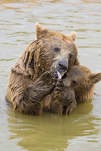 熊母及其幼崽喂养主题野生动物女性哺乳动物毛皮动物园爪子危险学习力量图片