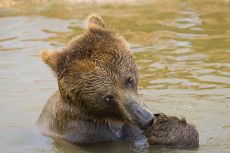 熊喂养动物园爪子动物野生动物哺乳动物棕色力量毛皮主题食物图片
