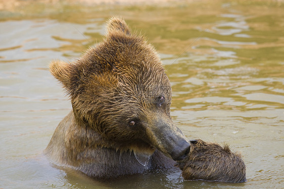 熊喂养动物园爪子动物野生动物哺乳动物棕色力量毛皮主题食物图片