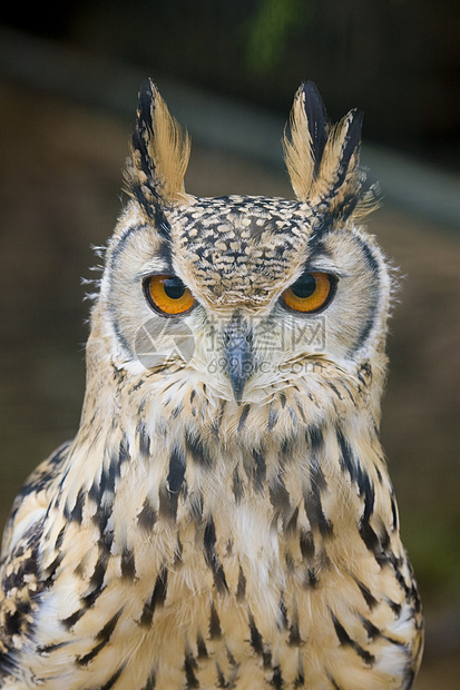 Eagle 猫头鹰鸟眼羽毛野生动物濒危动物园动物捕食者棕色模仿橙子图片