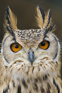 Eagle 猫头鹰橙子动物园雕鸮棕色濒危野生动物模仿鸟眼捕食者羽毛图片