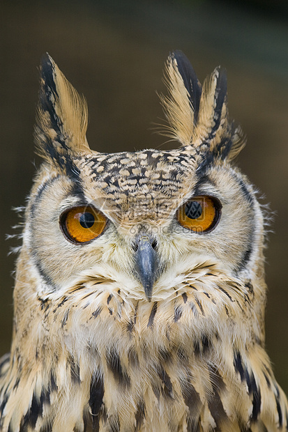 Eagle 猫头鹰野生动物动物鸟眼模仿捕食者棕色雕鸮动物园橙子濒危图片