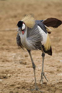 冠式起重车黄色红色白色灰色波峰翅膀动物园动物棕色羽毛背景图片
