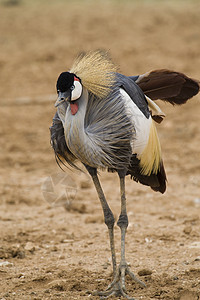 冠式起重车红色白色羽毛动物野生动物棕色黄色翅膀动物园灰色背景图片