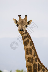 Giraffe 肖像画脖子草食性哺乳动物动物园黄色野生动物纹理兽头动物棕色图片