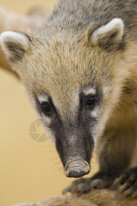 Coati 纵向毛皮野生动物哺乳动物动物园主题黑色棕色动物图片