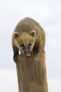 Coati 纵向黑色主题哺乳动物野生动物棕色动物园动物毛皮图片