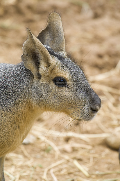 帕塔戈尼亚棕色毛皮哺乳动物野兔褐色主题动物兔子野生动物动物园图片