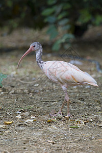 斯嘉丽伊比斯粉色动物园水鸟野生动物鸟眼羽毛白色动物红色图片