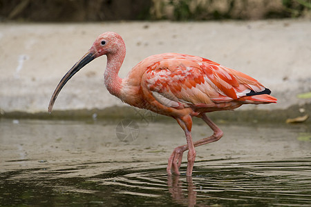斯嘉丽伊比斯粉色水鸟羽毛白色野生动物红色动物动物园鸟眼图片