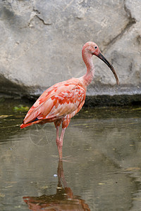 斯嘉丽伊比斯羽毛动物水鸟白色红色粉色动物园鸟眼野生动物图片