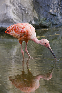 斯嘉丽伊比斯羽毛动物园动物粉色红色白色野生动物水鸟鸟眼图片