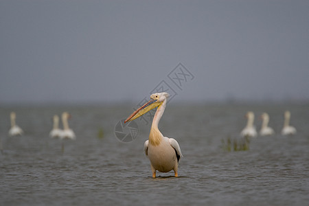 菲律宾人沼泽野生动物橙子湿地水鸟海上生活海鸟白色蓝天羽毛图片