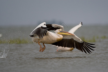 菲律宾人白色鸟眼鱼猎人沼泽航班羽毛野生动物橙子蓝色湿地图片