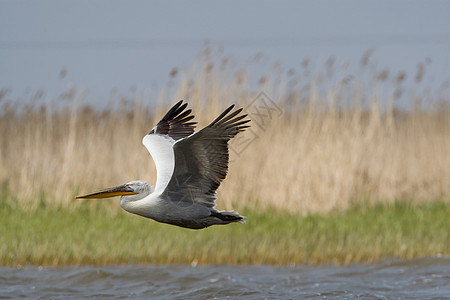 菲律宾人羽毛蓝天白色湿地航班鱼猎人沼泽蓝色水鸟野生动物图片