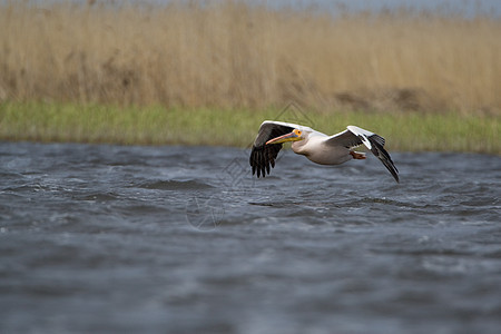 菲律宾人羽毛鱼猎人海上生活白色海鸟水鸟野生动物湿地沼泽航班图片