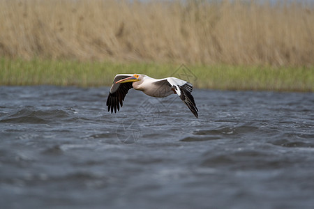 菲律宾人水鸟海上生活鸟眼鱼猎人野生动物白色沼泽蓝色湿地航班图片