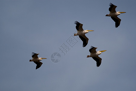 菲律宾人海上生活野生动物航班海鸟蓝色鱼猎人羽毛湿地橙子沼泽图片