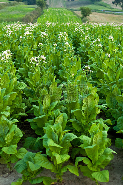 烟草工厂农场树叶绿色种植园植物场地图片