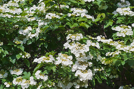 燃烧的烧烤炉后院花园植物群荚蒾沙拉日场景季节时期风景叶子图片