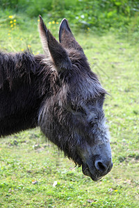 驴子毛皮场地眼睛家畜哺乳动物灰色摄影草地家庭鼻子背景图片
