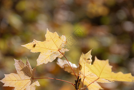 秋叶 非常浅的焦点白色季节艺术植物叶子树木棕色拼贴画橙子衬套图片