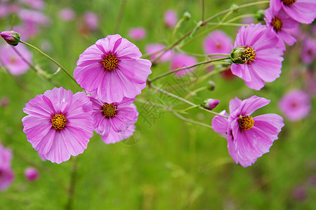 紫罗花花瓣淡紫色绿色黄色花园叶子雌蕊宇宙宏观季节图片