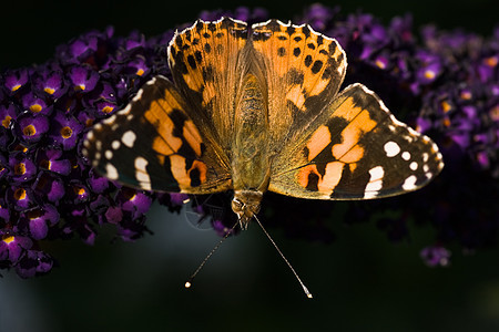 夏天在蝴蝶树上涂着油漆的女士太阳昆虫紫色花蜜橙子黄色花园黑色阳光晴天图片