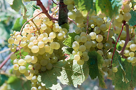 白葡萄绿色叶子紫色食物红色浆果酒厂植物白色葡萄园图片
