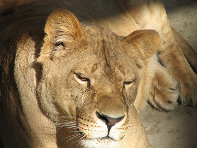 休息的母狮晶须鼻子嘴唇力量哺乳动物耳朵荒野毛皮狮子眼睛图片