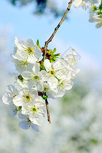 白花樱桃树花园植物气候耀斑生物学生长阳光植物群叶子环境图片